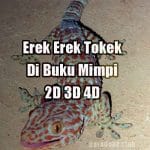 Erek Erek Tokek Di Buku Mimpi 2D 3D 4D